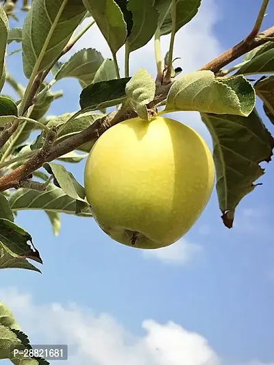 Baishnab  Green A Apple plant Elephant Apple Plant