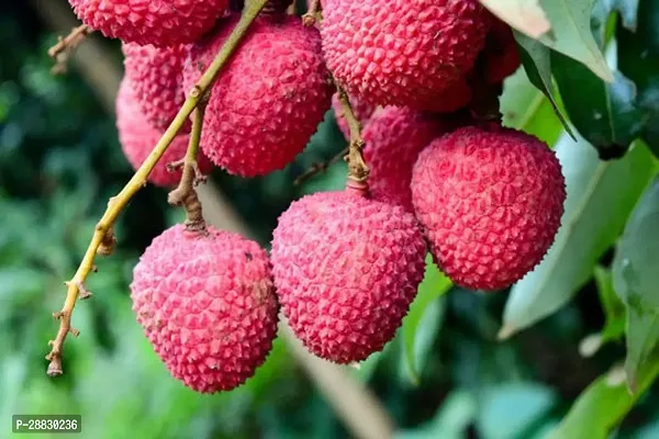 Baishnab  Litchi Plant Live Plant CF3021 Litchi P-thumb0