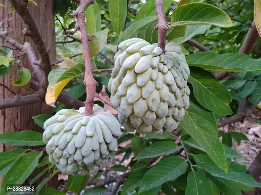 Baishnab  Custard Apple Live Plant Disha2002213-thumb0