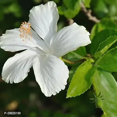 Baishnab  Hibiscus White CF20181 Hibiscus Plant-thumb0