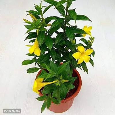 Baishnab  Dwarf Mandeville plant Mandevilla Plant-thumb0