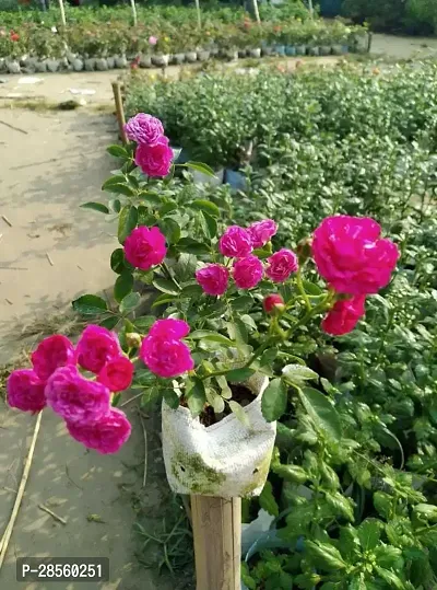 Baishnab Rose Plant RED ROSE