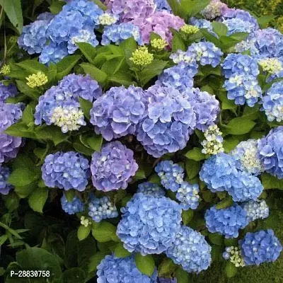 Baishnab  HYDRA20 Hydrangea Plant