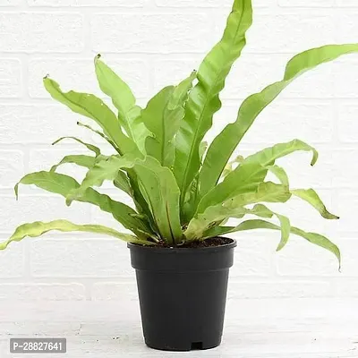 Baishnab  Bird Nest Fern Asplenium nidus  Plant F-thumb0