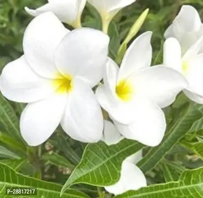 Baishnab  Kath Chapa K01 Plumeria Plant