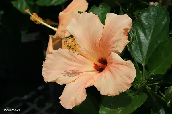 Baishnab  Hibiscus Light Red  Yellow Plant CF7001-thumb0