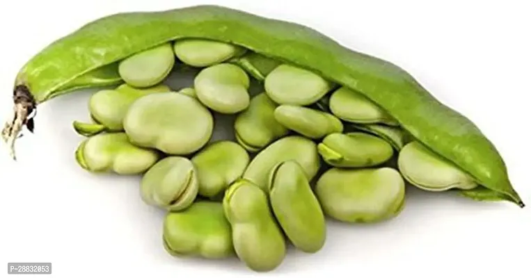 Baishnab Sem seed 50 per packet rbFlat Lima Bean Phaseolus Lunatus Sem Bakla Hurulee Kai Vegetable Seed50PIECE-thumb2