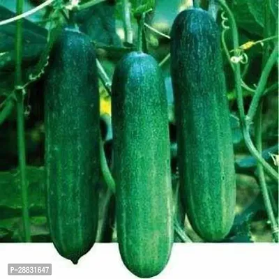 Baishnab Cucumber Seed 50 ps 7NK0780550PIECE