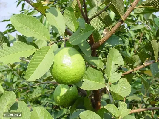 Baishnab  GP011 Guava Plant-thumb0