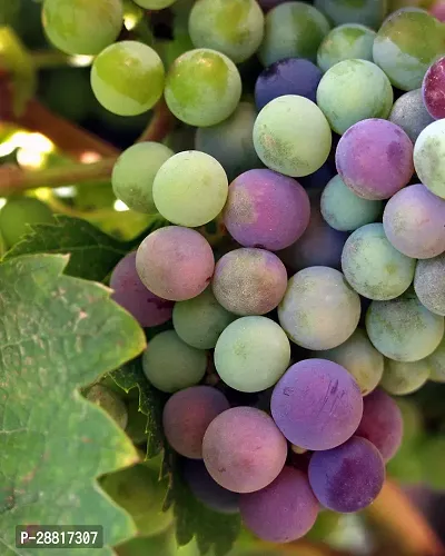 Baishnab  Hybrid Grapes Plant 007 Grapes Plant