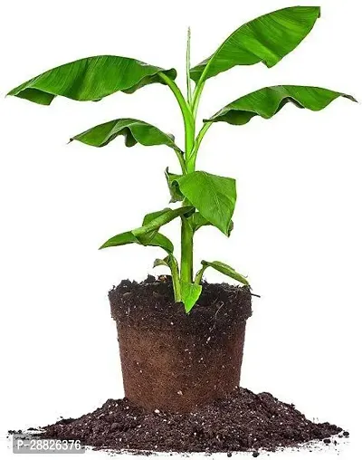 Baishnab  bbll11 Banana Plant-thumb0