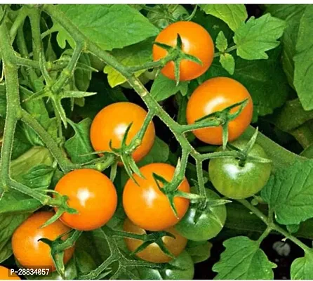 Baishnab tomato seed 100 ps cwIndia Tomato Hybrid Seeds100PIECE