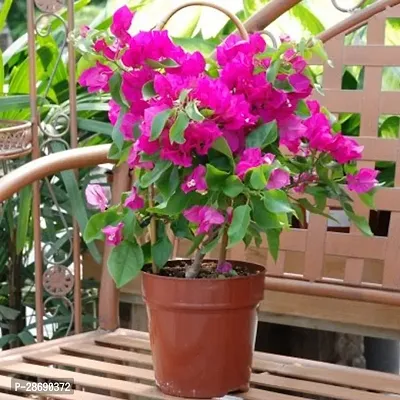 Baishnab Bougainvillea Plant Bougainvillea tree plant flower