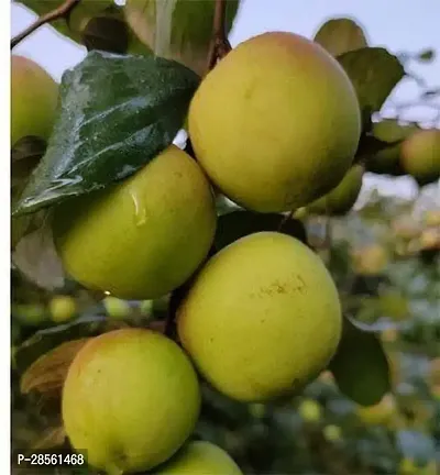 Baishnab Ber Apple Plant UIOL