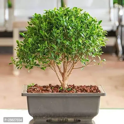 Baishnab  Ficus microcarpa Bonsai Plant Ficus Bons