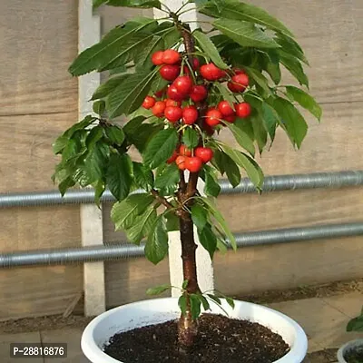 Baishnab  Cherry Fruit Plant7 Cherry Fruit Plant