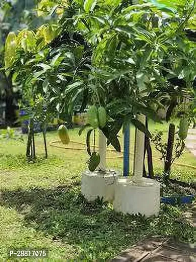 Baishnab  Mango plant 76 Mango Plant