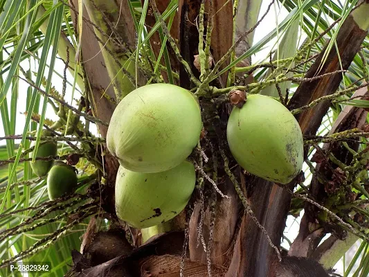 Baishnab  Premium Coconut Live Plant CF38 Coconut