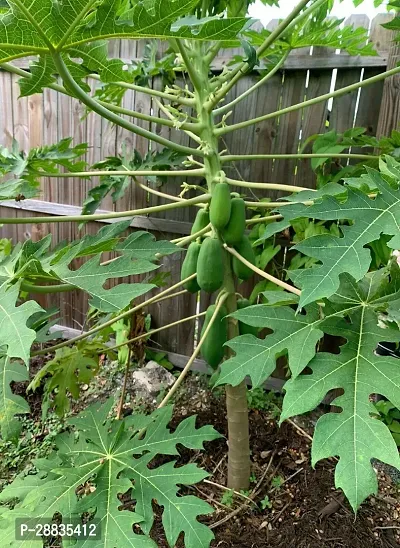 Baishnab Seed 500per packet XG421Papaya SD1872500PIECE-thumb3