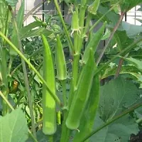 Baishnab Bhindi seed ss 100psOKRA   ARKA ANAMIKA OKRA BHINDI LADY FINGER SEEDS   100SEEDS Seed  100 per packet100PIECE-thumb1