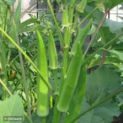 Baishnab Bhindi seed ss 100psOKRA   ARKA ANAMIKA OKRA BHINDI LADY FINGER SEEDS   100SEEDS Seed  100 per packet100PIECE-thumb2