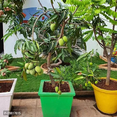 Baishnab  karnataka malgova mango Mango Plant-thumb0