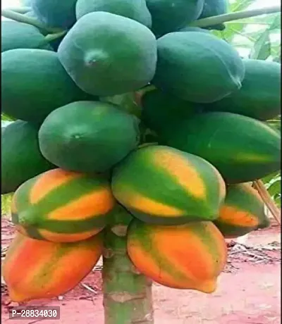 Baishnab papa sed zx 150psPW41 PAPAYA HYBRID SEED150PIECE-thumb0