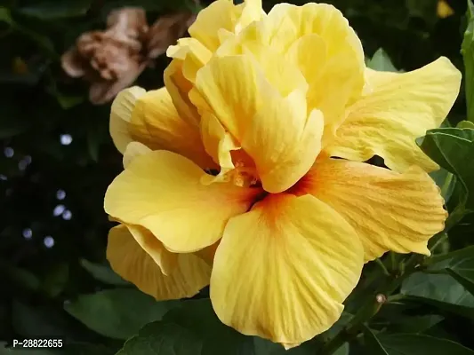 Baishnab  Hybrid Yellow Double Patel Hibiscus Plant