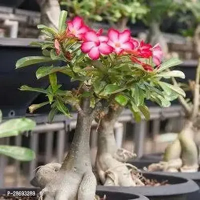 Baishnab Adenium Plant |Adenium 100% Quality |Hybrid|Grafted Sapl-thumb0