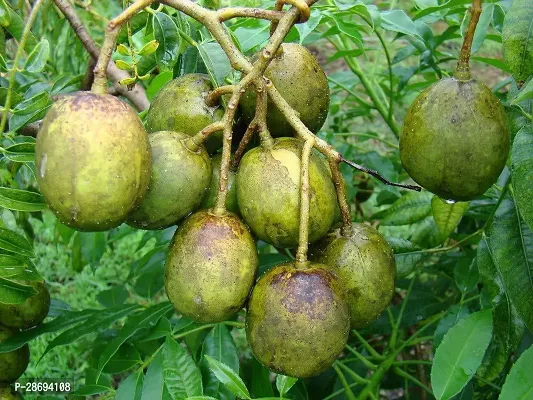 Baishnab Amra Plant DESI AMRA PLANT