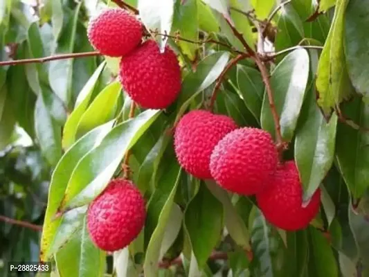 Baishnab  Litchi Plant Live Plant CF30108 Litchi