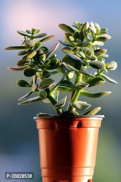 Baishnab  JAYY01 Jade Plant