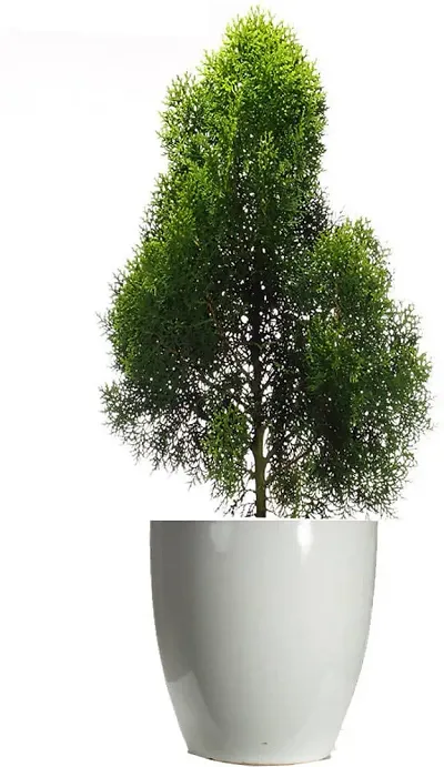 Hot Selling Plant & Planters 