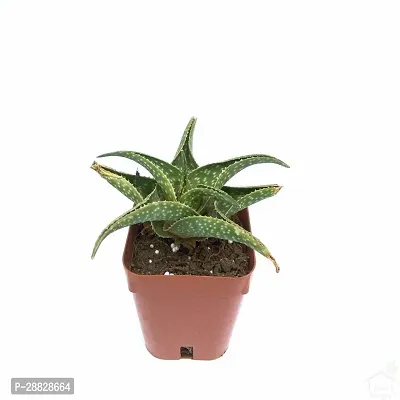 Baishnab  Aloe Vera Plant CF000108 Aloe Vera Plan-thumb0