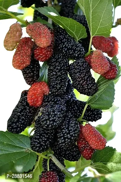 Baishnab  Live mulberry plant ShahtootMulberry Pla-thumb0