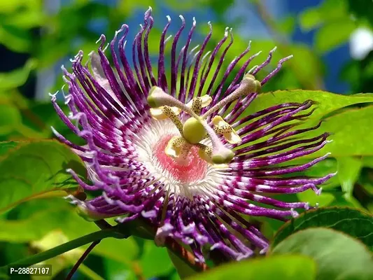 Baishnab  Purpal RakhiPassion Flower Live Plant Pa