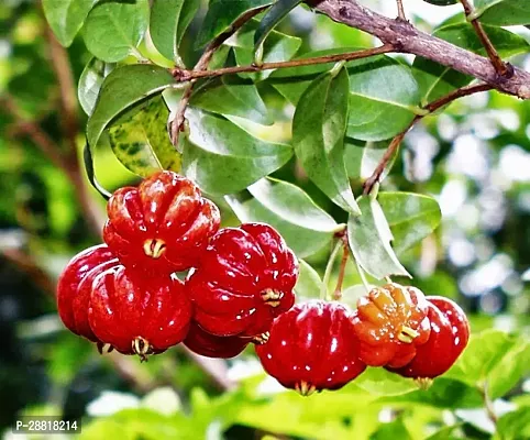 Baishnab  PLANTSURINAM3 Cherry Fruit Plant