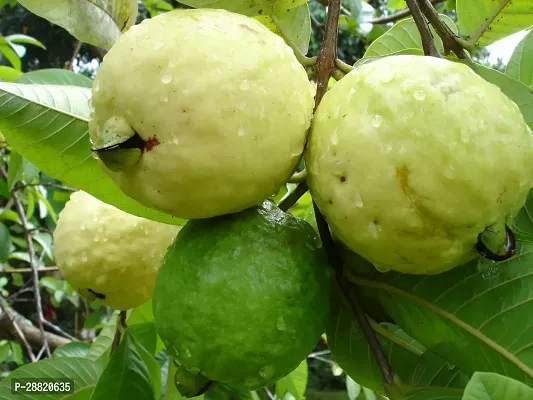 Baishnab  GR011 Guava Plant