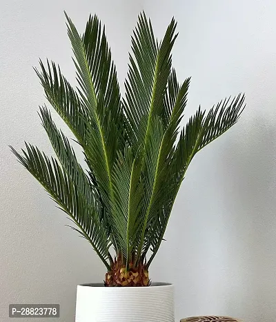 Baishnab  Cycas Revoluta Plant Live Plant CF96 Cy