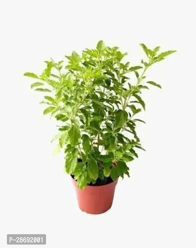 Baishnab Tulsi Plant Shyama Tulsi With Pot-thumb0