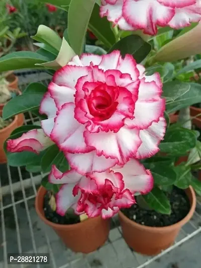 Baishnab  ae01 Adenium Plant-thumb0