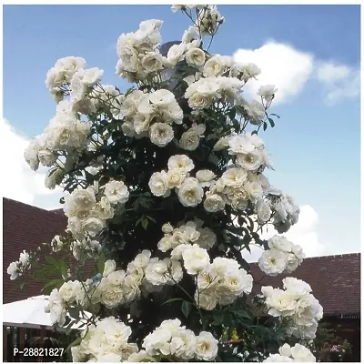 Baishnab  Climbing White Rose Iceberg Flower Rose P-thumb0