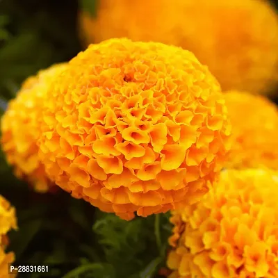 Baishnab Dark Yellow Marigold  Seed 100  psMARI100100PIECE