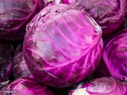 Baishnab Red Cabbage Seed 40 PsNXX 28340PIECE-thumb0