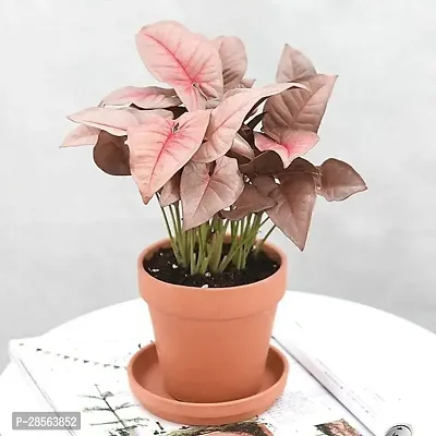 Baishnab Syngonium Plant Pink Syngonium-thumb3