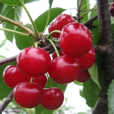 Baishnab  Grow cherry plant Cherry Fruit Plant