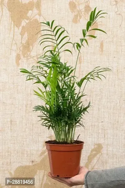 Baishnab  AE11 Areca Palm