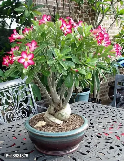 Baishnab  aj01 Adenium Plant-thumb0