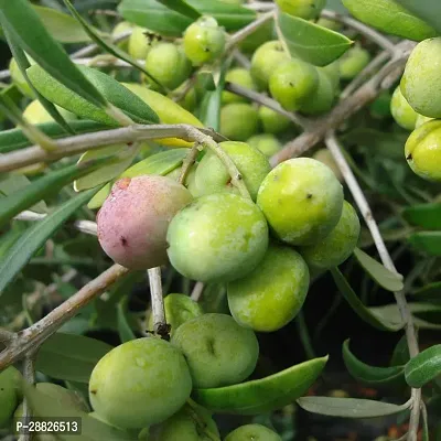 Baishnab  Indian OliveJalpai Live Plant CF015 ZZ