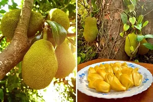 Baishnab Jack Fruit Plant Kun Wi Chan Jackfruit-thumb1